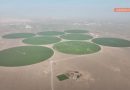 Emiratet e Bashkuara Arabe mbjellin shkretëtirën me grurë (Video)