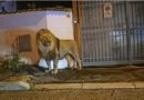 Kur luani afrikan shëtit i qetë në rrugët e Romës. Shfaqja krijon shqetësim dhe kuriozitet (Video)