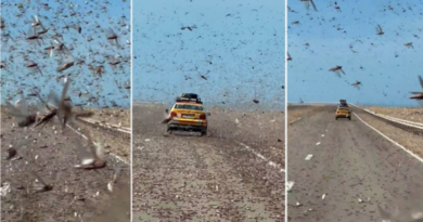 Panik për shoferët në Sahara, tufa karkalecash “pushtojnë” rrugën (VIDEO)
