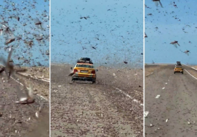 Panik për shoferët në Sahara, tufa karkalecash “pushtojnë” rrugën (VIDEO)