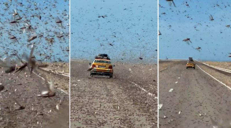 Panik për shoferët në Sahara, tufa karkalecash “pushtojnë” rrugën (VIDEO)