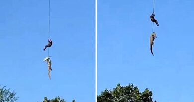 Polici kap me litar nga një helikopter krokodilin që kishte ngrënë një burrë në Afrikën e Jugut (VIDEO)